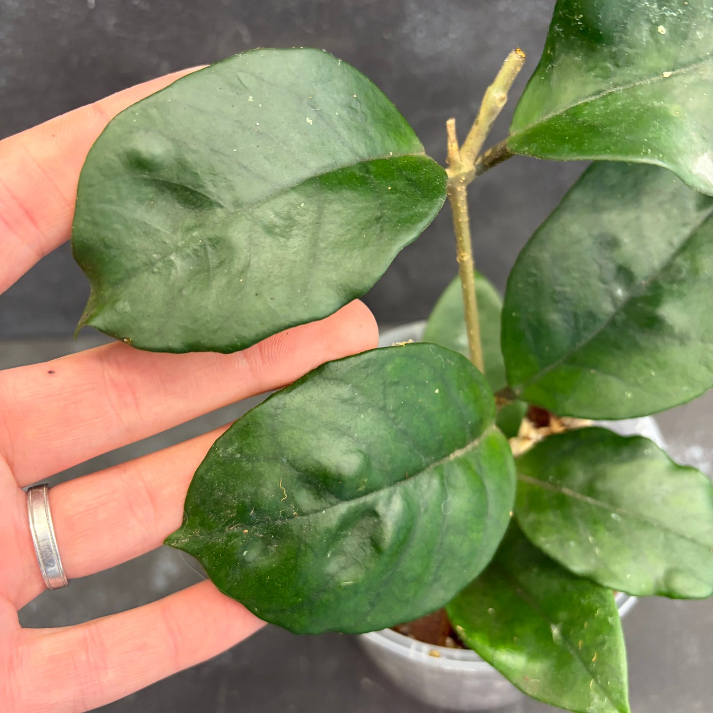 Hoya Fungii 125mm