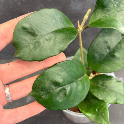 Hoya Fungii 125mm