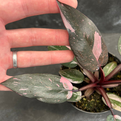 Philodendron Pink Princess 120mm