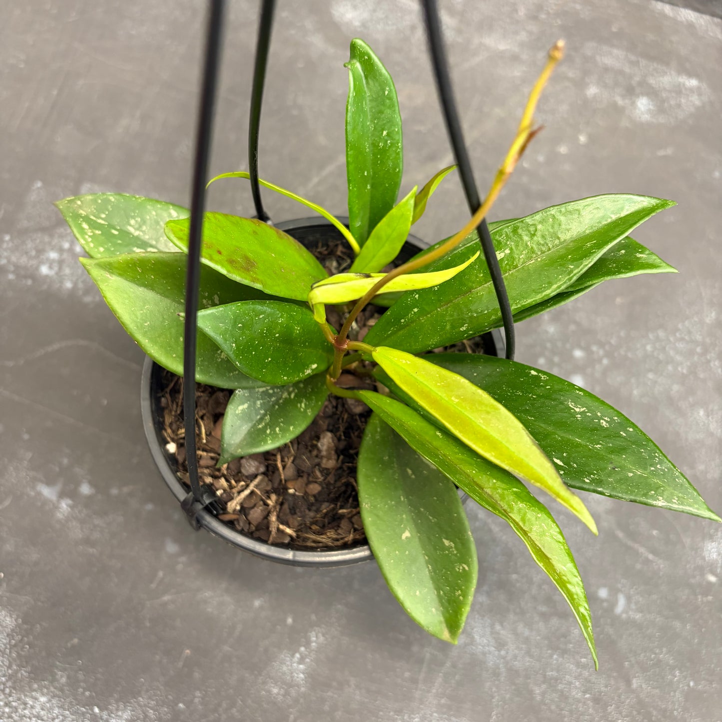 Hoya Pubicalyx Pink Silver 125mm