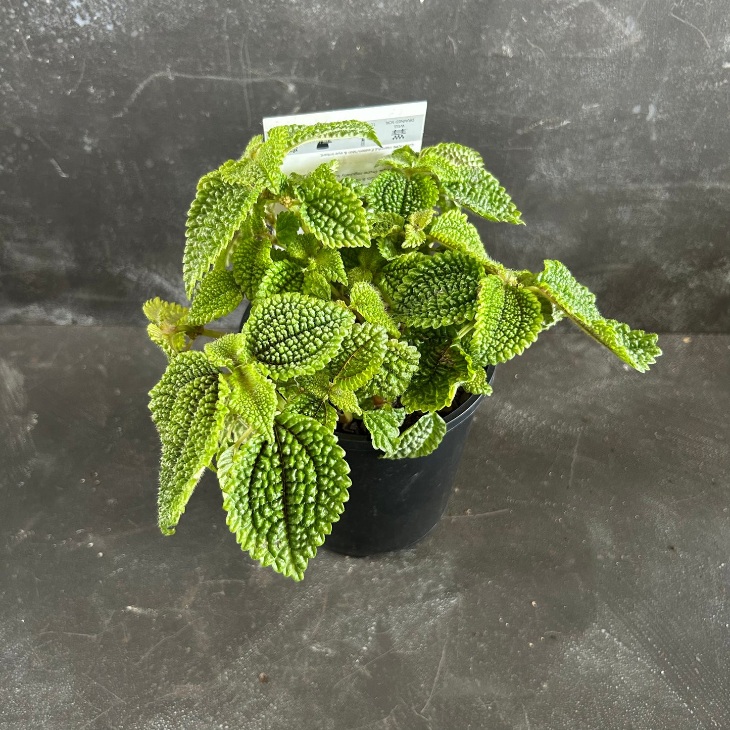 Pilea Moon Valley 125mm