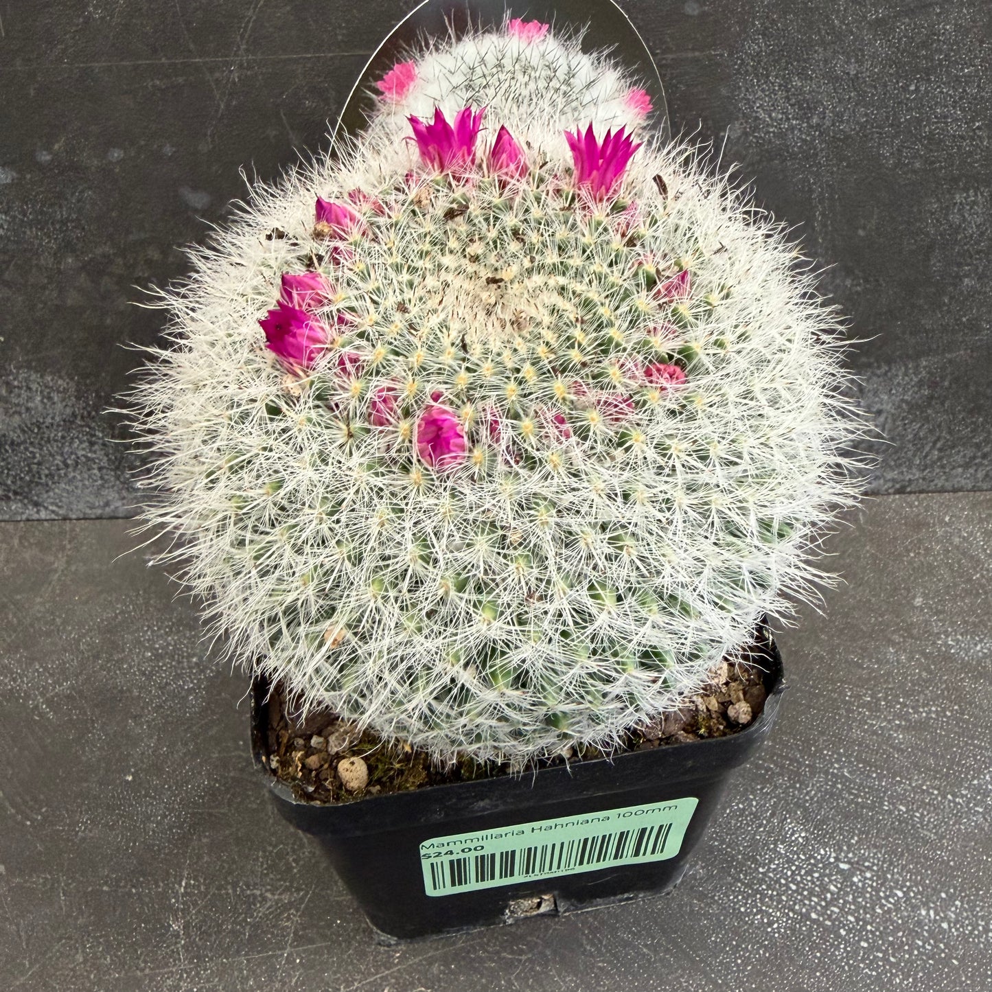 Mammillaria Hahniana 100mm