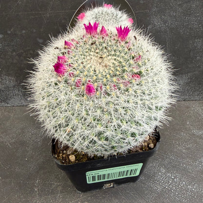 Mammillaria Hahniana 100mm