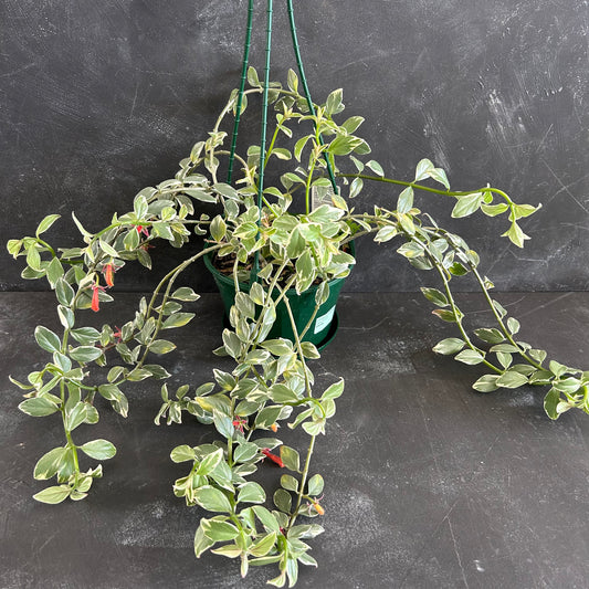 Variegata Goldfish Plant 175mm