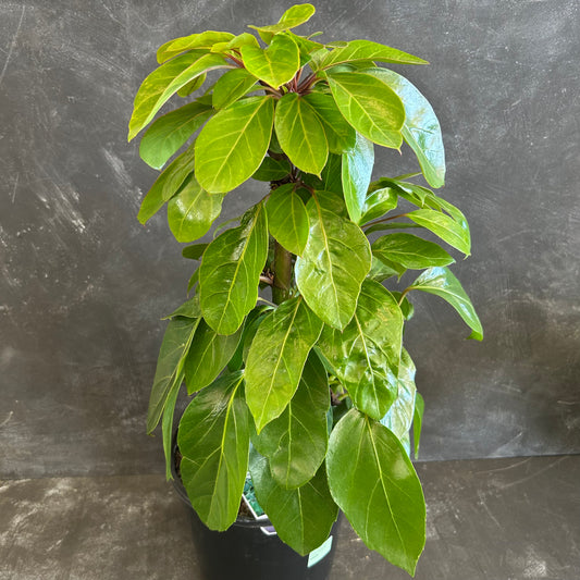 Schefflera Alpine Junior 200mm