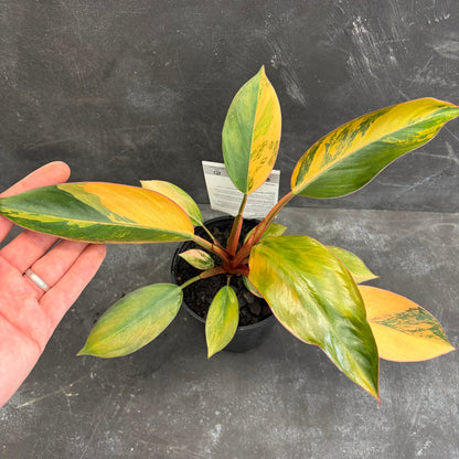 Philodendron Rojo Congo Variegated 125mm
