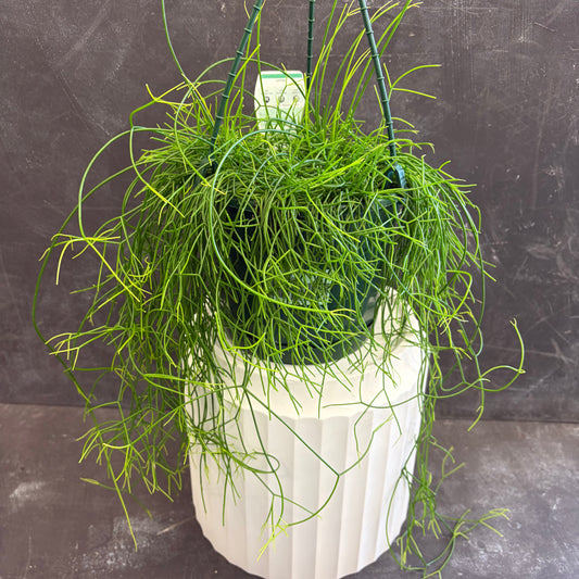 Rhipsalis Campos-Portoana 175mm