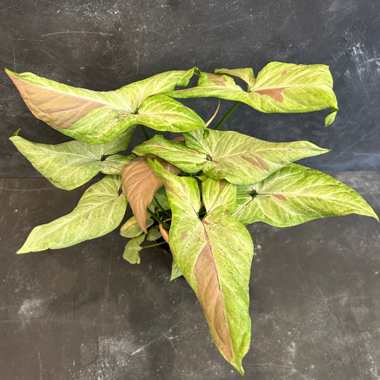 Syngonium Pink Salmon 125mm