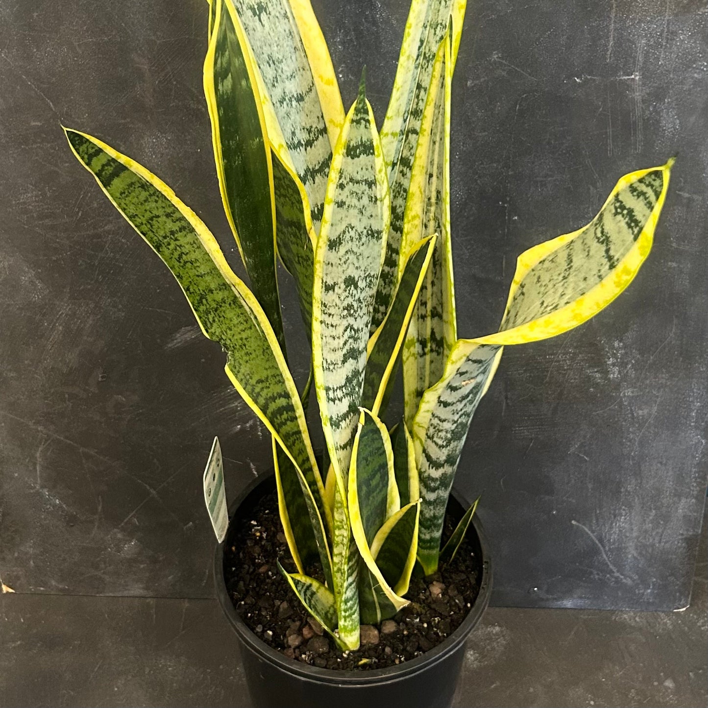 Sansevieria Trifasciata Laurentii 200mm