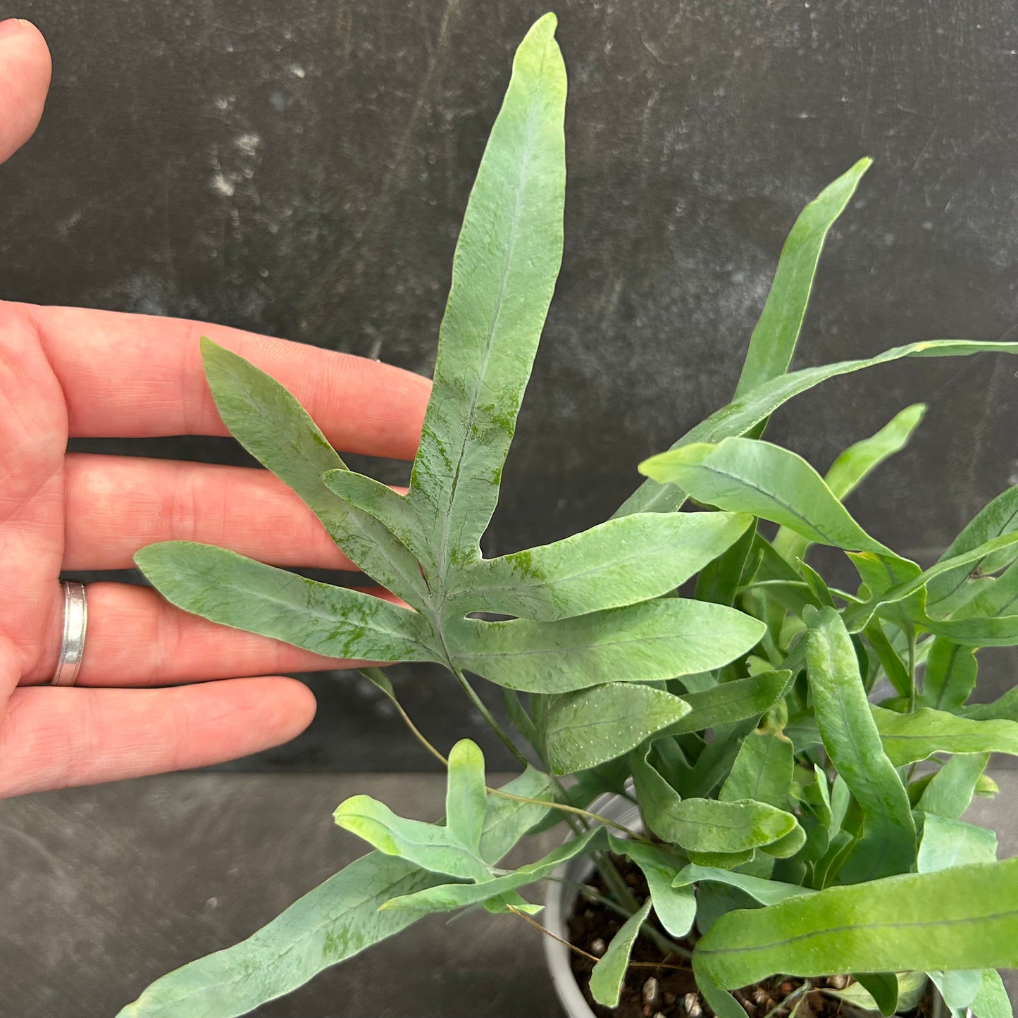 Blue Star Fern 105mm