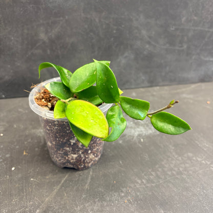Hoya Chouke 90mm