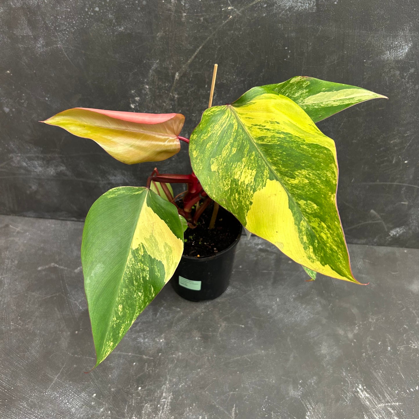 Philodendron Strawberry Shake 125mm SECRET SALE!