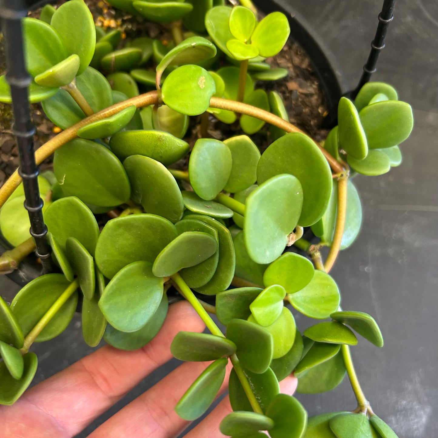Peperomia Hope 200mm