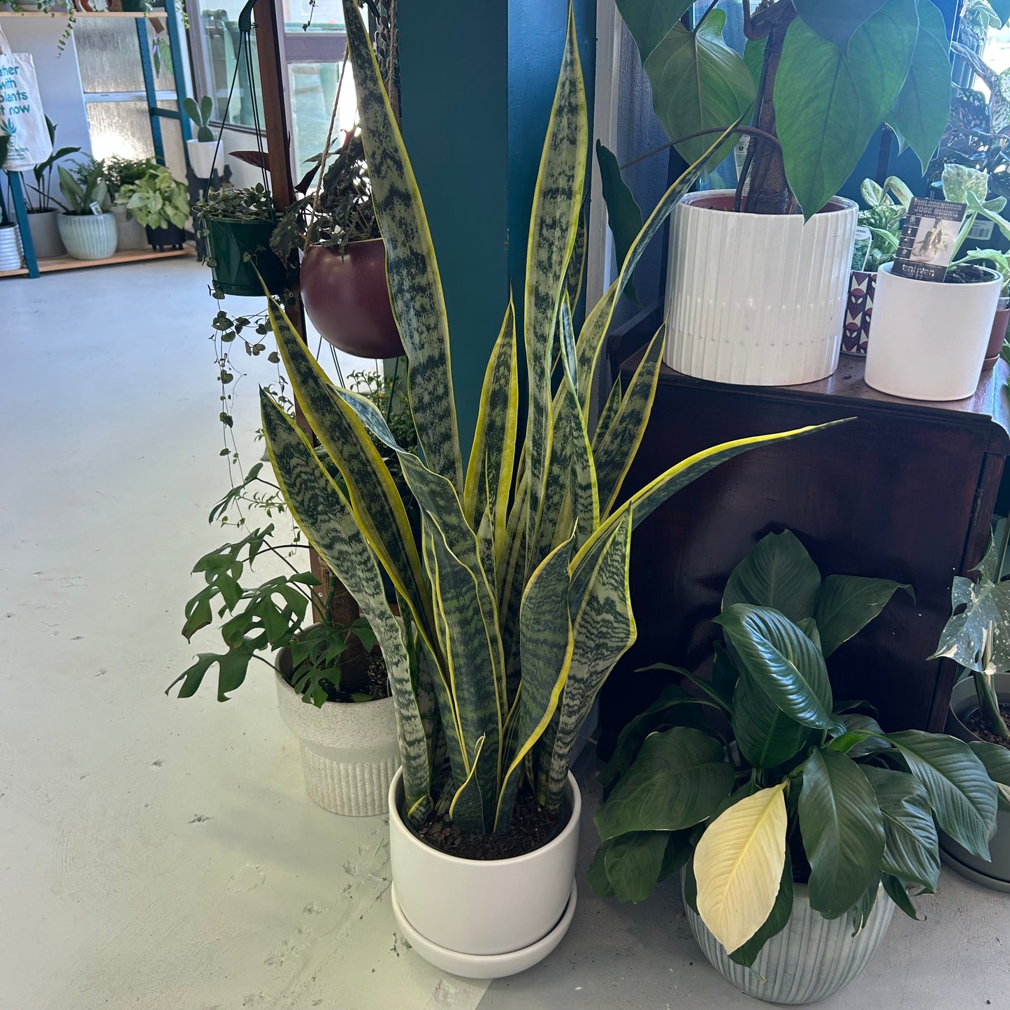 Sansevieria Trifasciata Laurentii 200mm