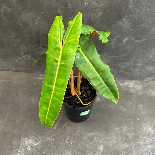 Philodendron Billietiae 125mm