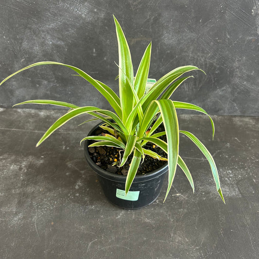Spider Plant 130mm