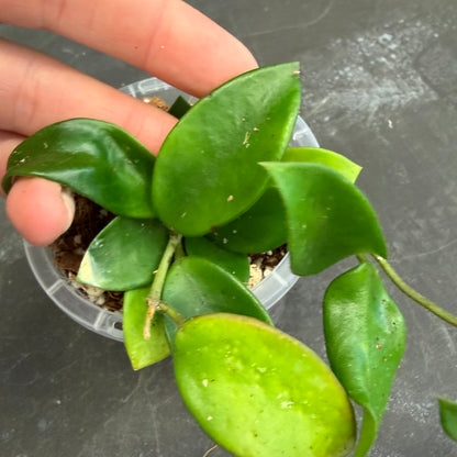 Hoya Chouke 90mm