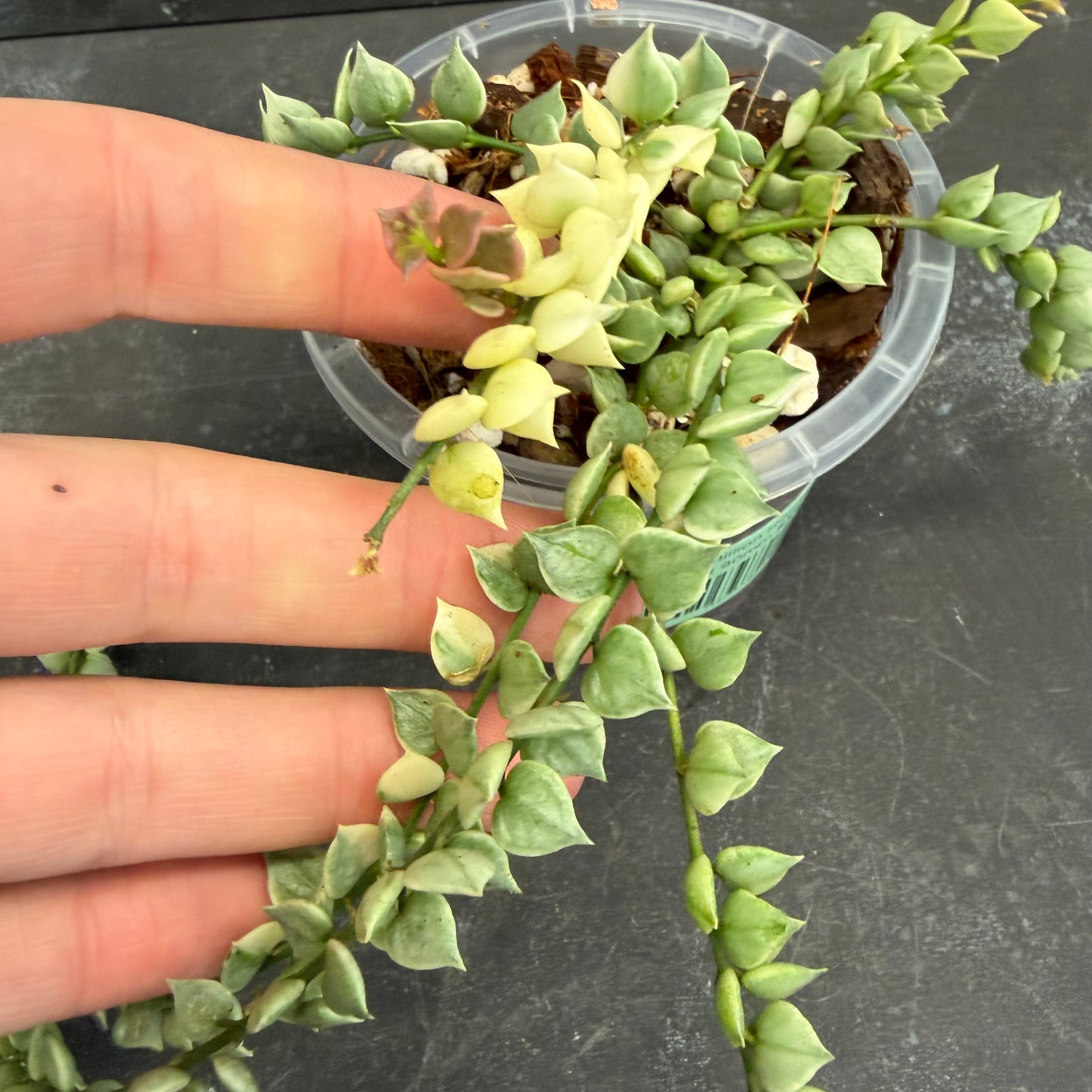 Dischidia Million Hearts Variegated 90mm