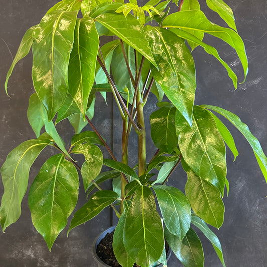 Schefflera Amate Umbrella Tree 200mm