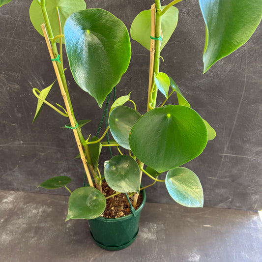 Peperomia Polybotrya Coin Leaf 175mm