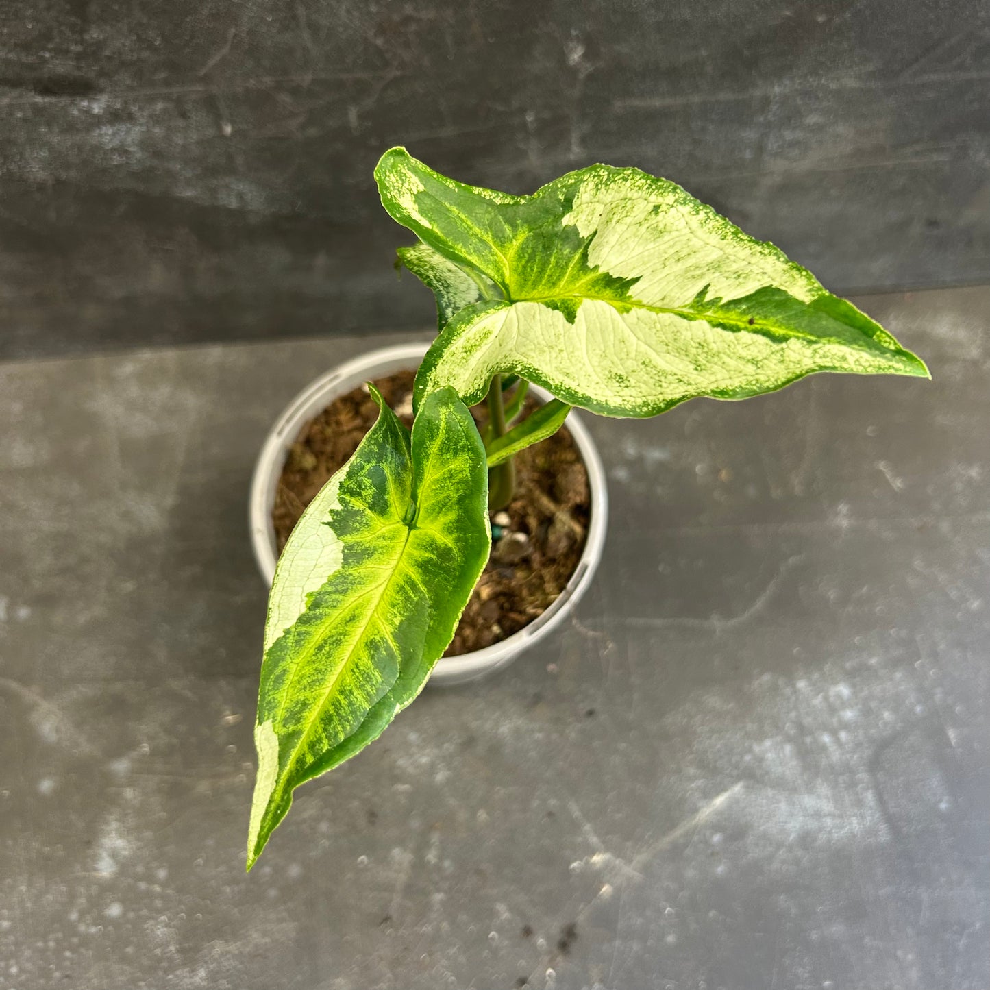 Syngonium Three Kings 105mm