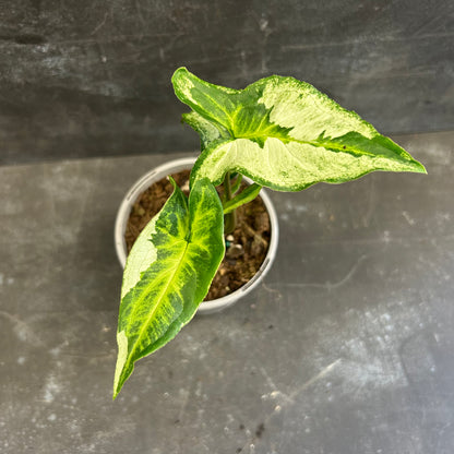 Syngonium Three Kings 105mm