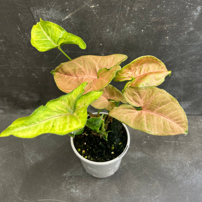 Syngonium Pink Margarita 105mm