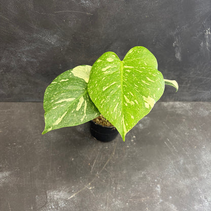 Monstera Thai Constellation 120mm