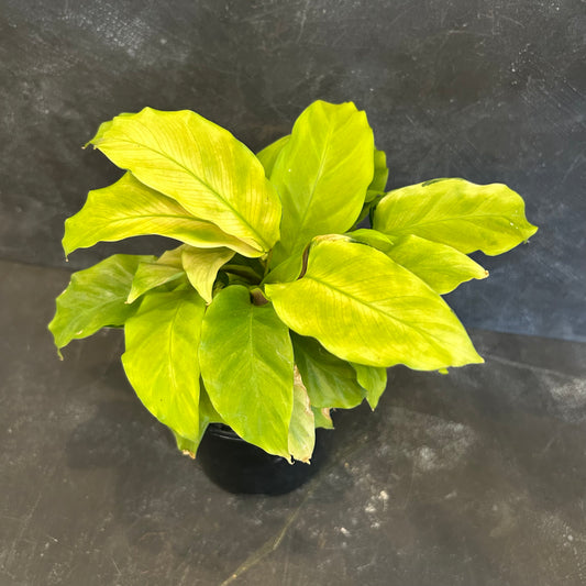Calathea Yellow Fusion 130mm