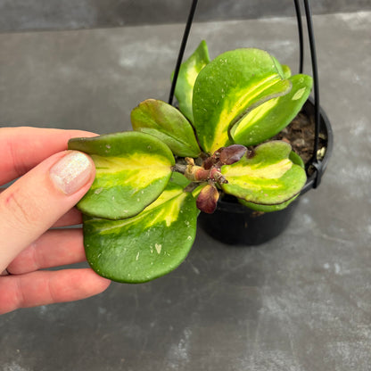 Hoya Obovata Variegata 125mm