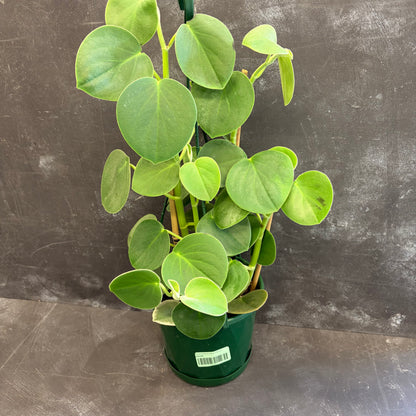 Peperomia Incana 175mm