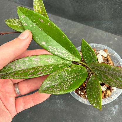 Hoya Pubicalyx Splash 90mm