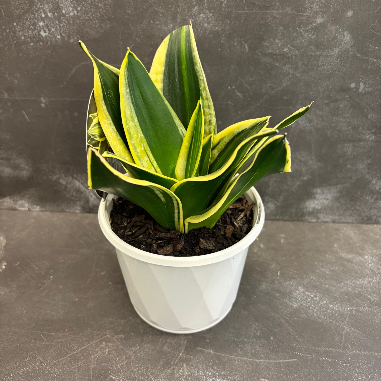 Assorted Sansevieria 130mm
