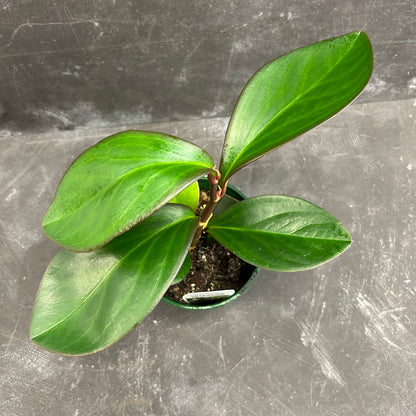 Peperomia Clusifolia Red Edge 140mm