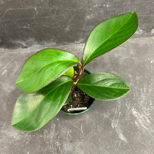 Peperomia Clusifolia Red Edge 140mm