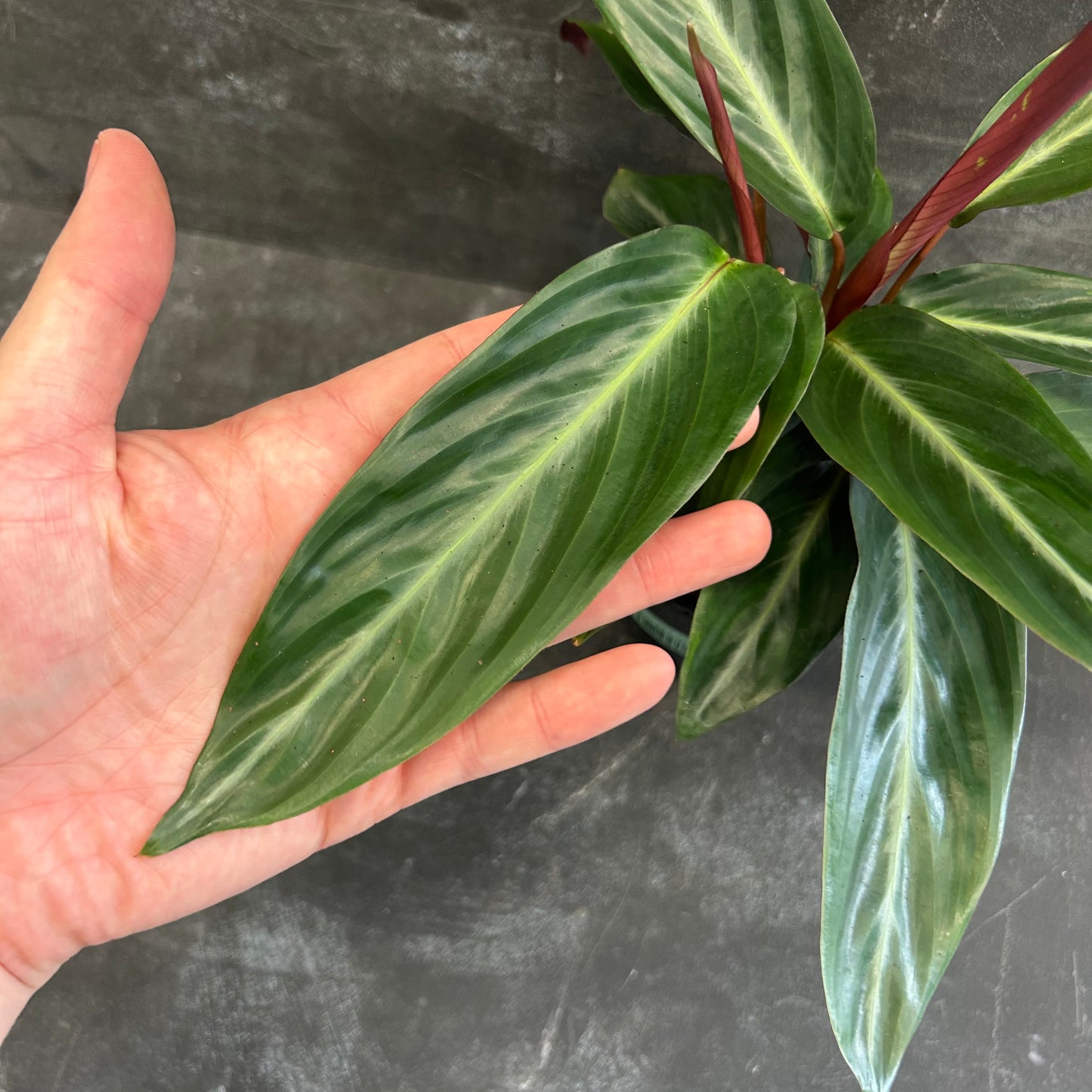 Stromanthe Sanguinea 125mm
