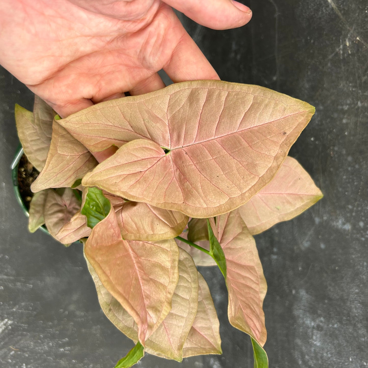 Syngonium Neon 140mm