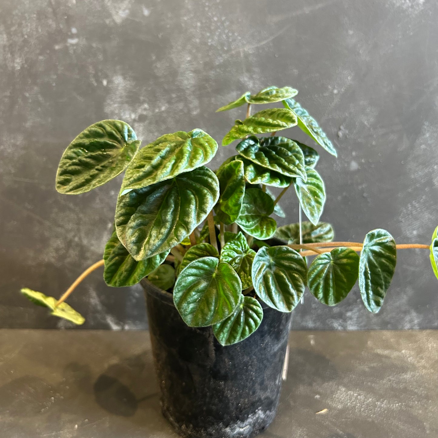 Peperomia Lilian 130mm