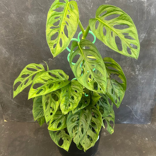 Monstera Adansonii Monkey Mask 200mm