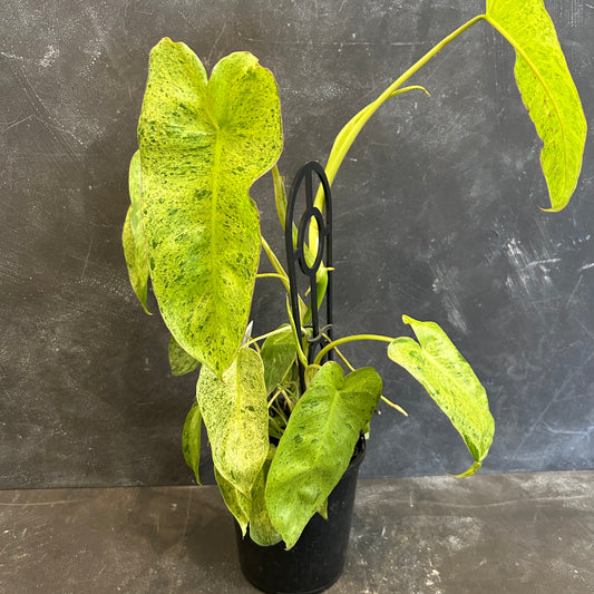 Philodendron Paraiso Verde 125mm