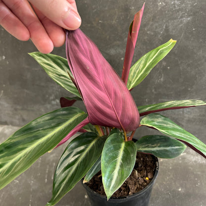 Stromanthe Sanguinea 125mm