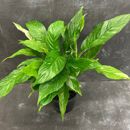 Jet Diamond Peace Lily 180mm