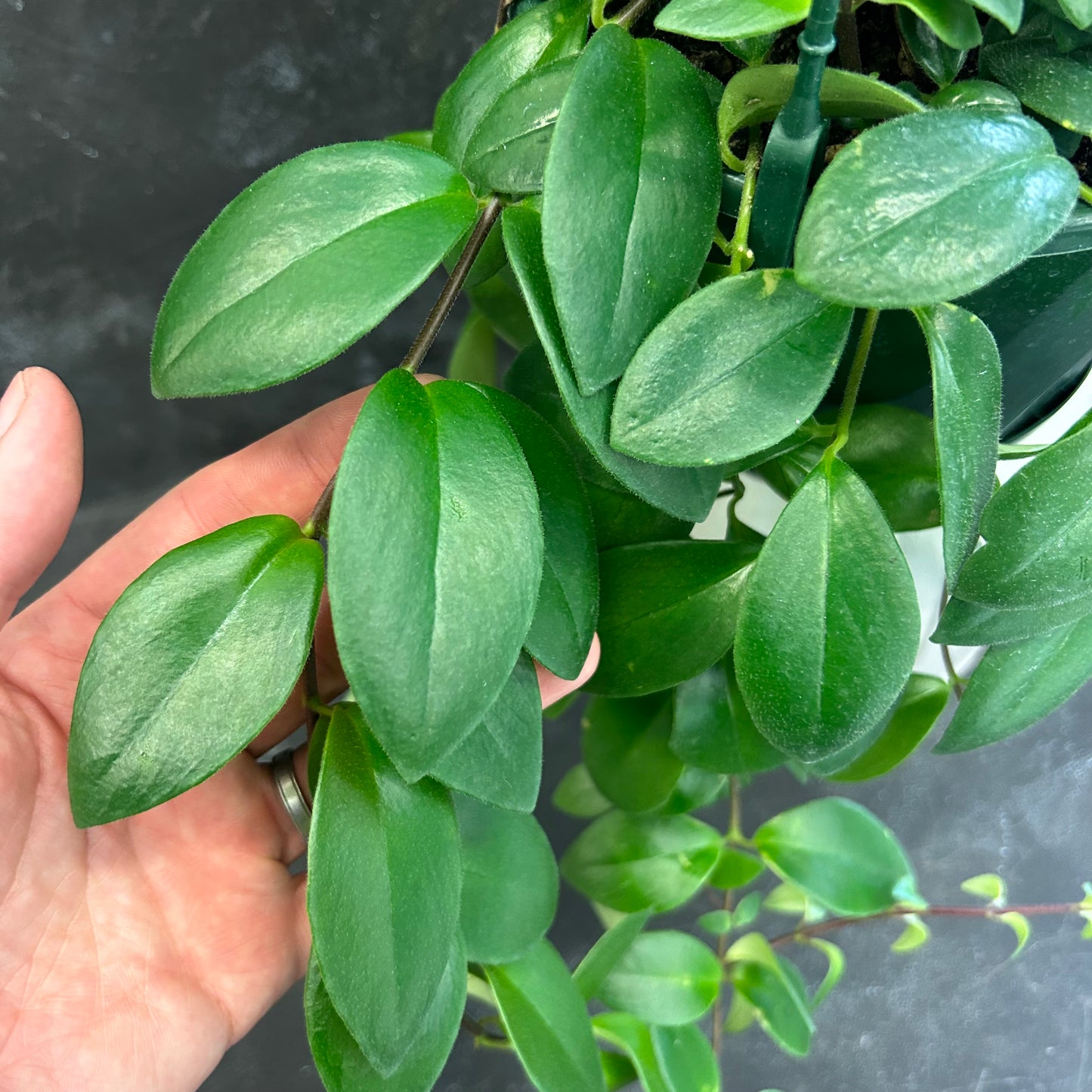 Aeschynanthus Lipstick Plant 175mm