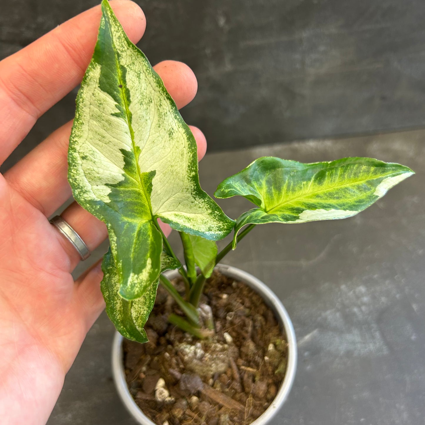 Syngonium Three Kings 105mm