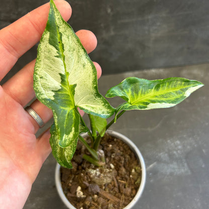 Syngonium Three Kings 105mm