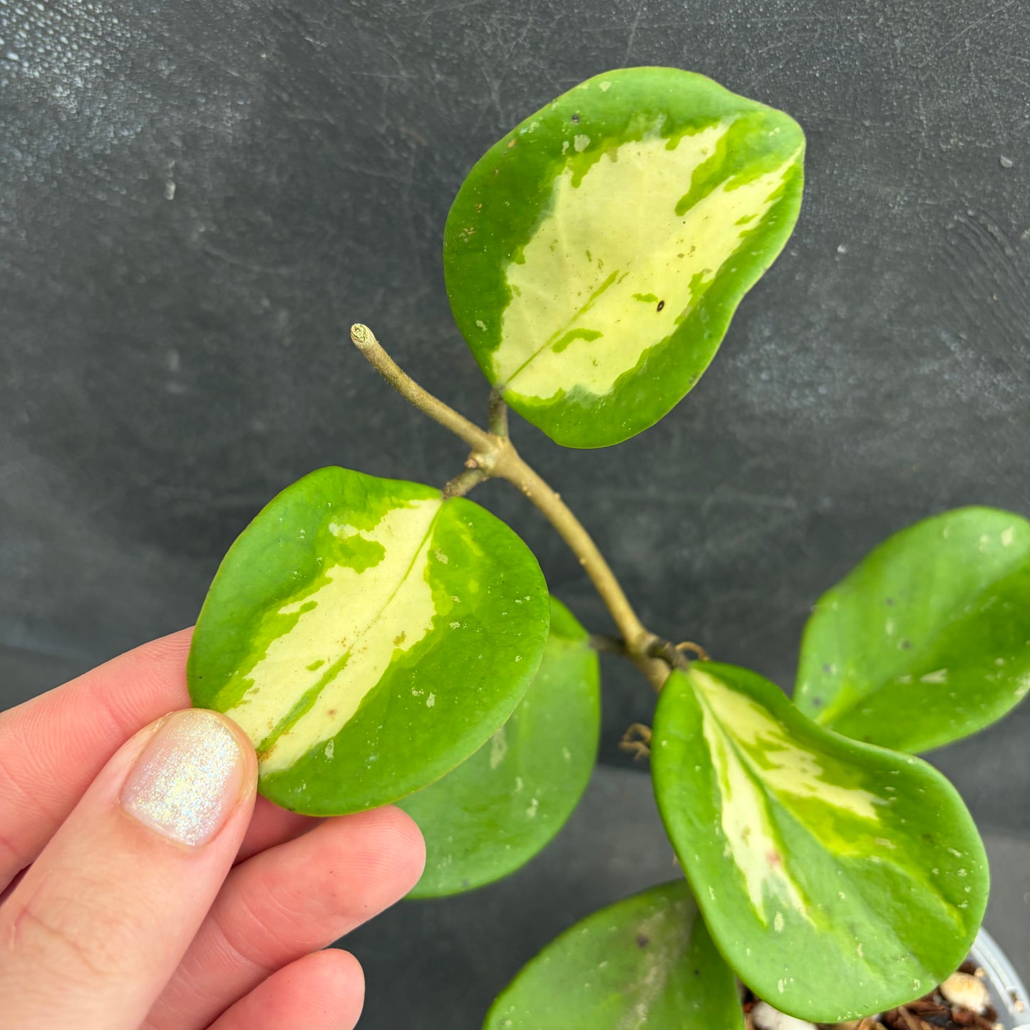 Hoya Obovata Variegata 90mm