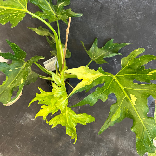 Philodendron Warscewiczii Variegated 125mm