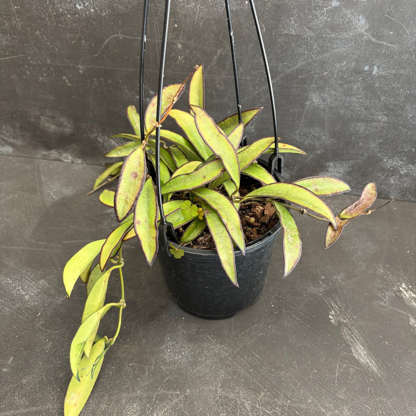 Hoya Wayetii 140mm