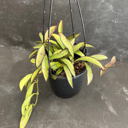 Hoya Wayetii 140mm