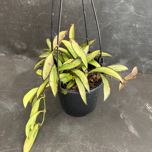 Hoya Wayetii 140mm